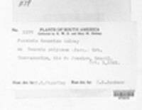 Puccinia gouaniae image